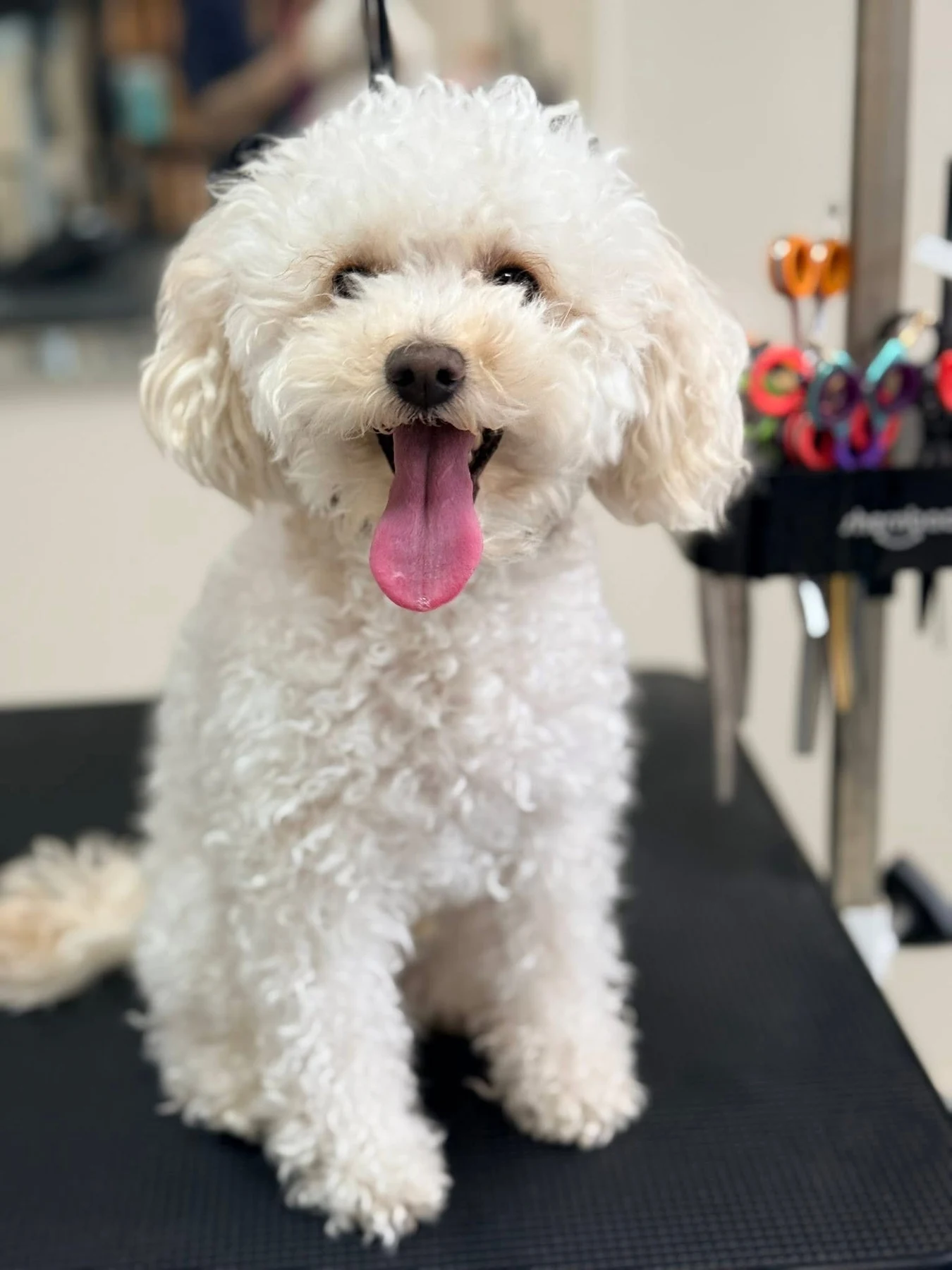 Бяло куче след груминг в HappyDog