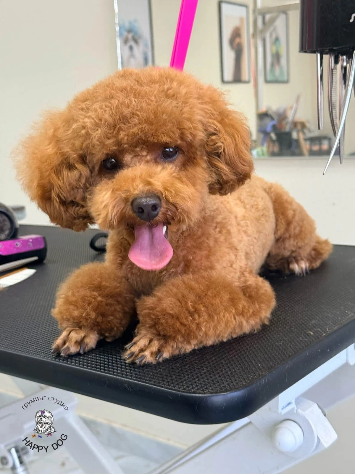 Куче след груминг в HappyDog