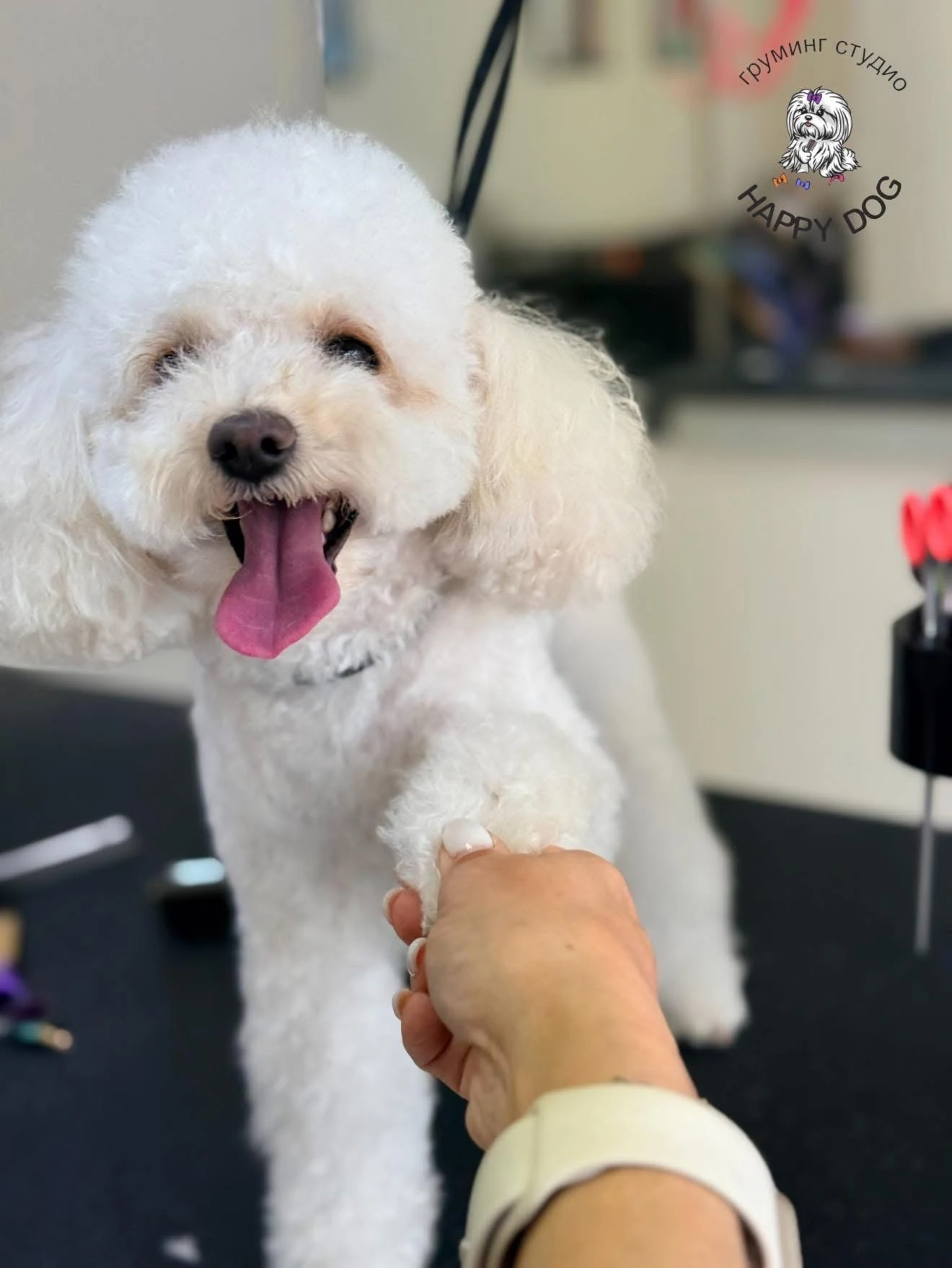 Финална грижа за лапа в HappyDog