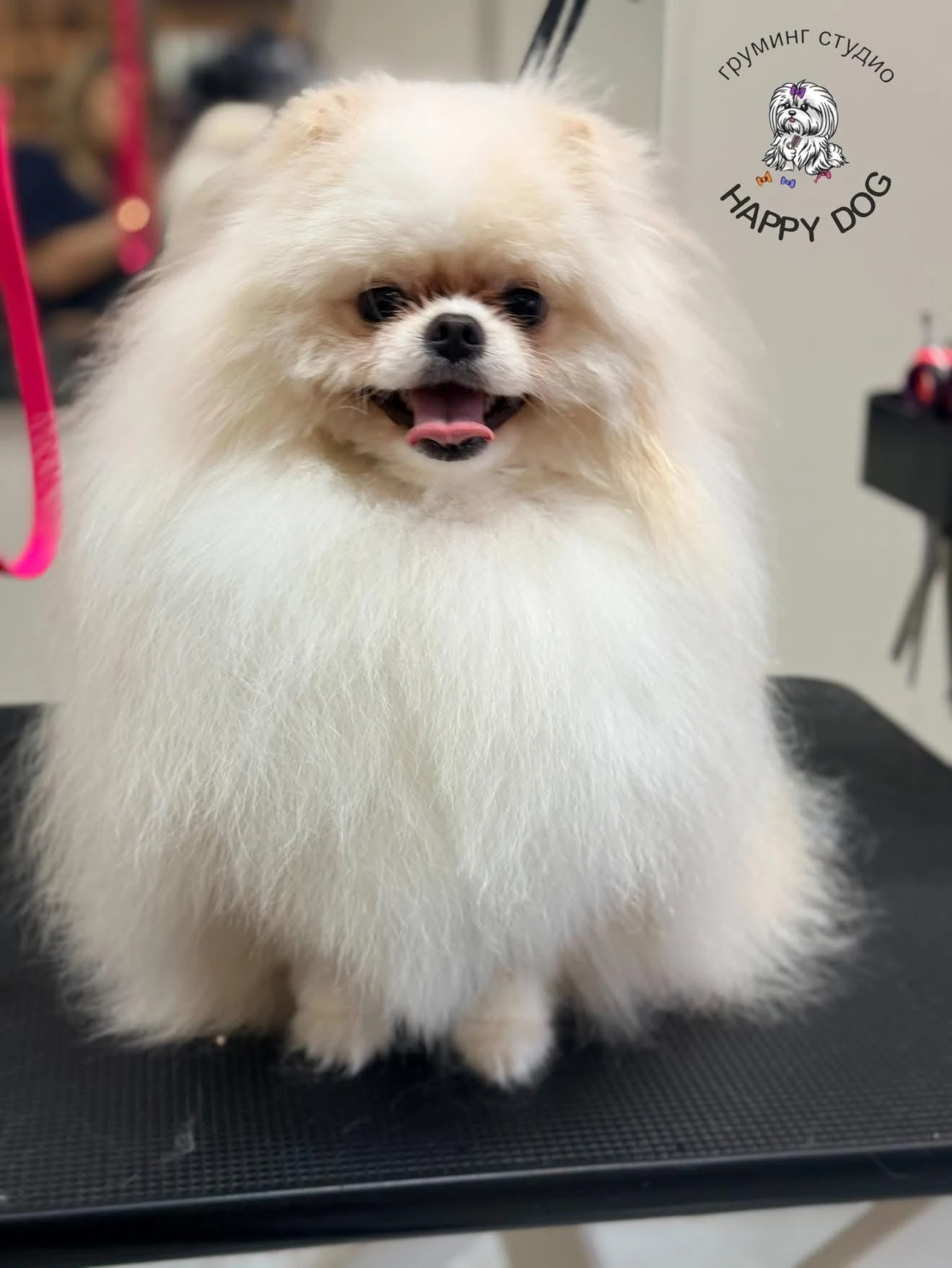 Померан след груминг в HappyDog