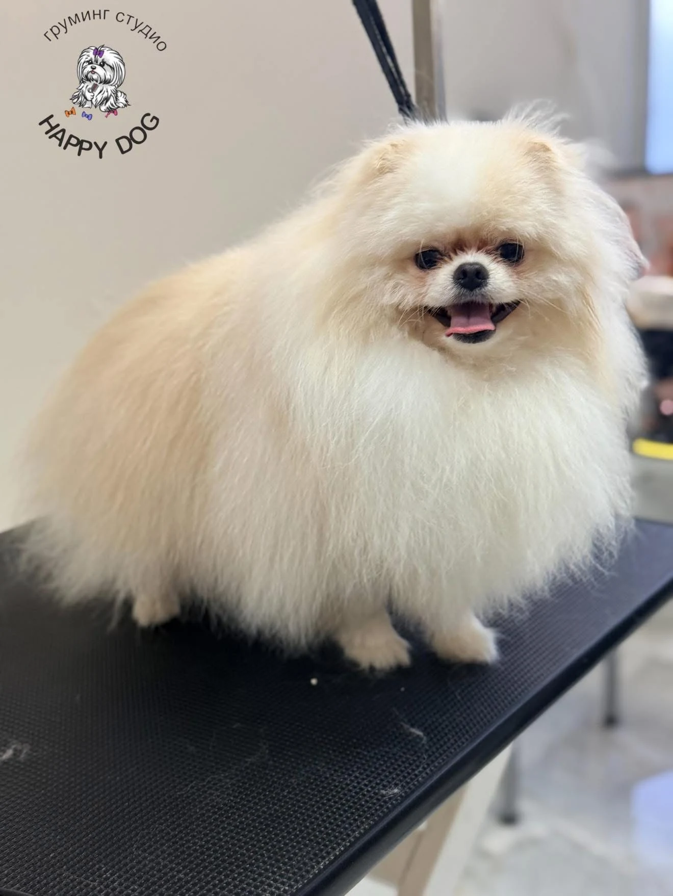 Померан след груминг в HappyDog